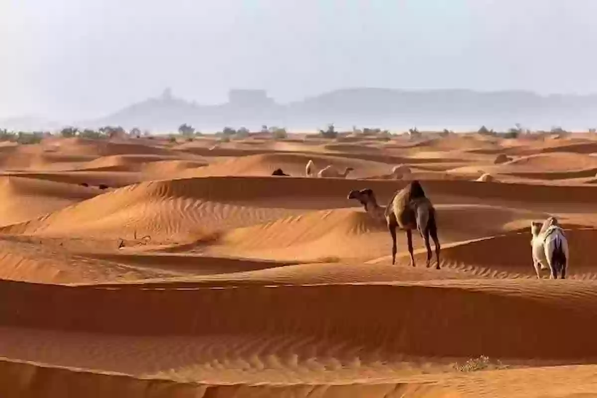 الرشيدي من وين؟! أصل وديرة الرشيدي