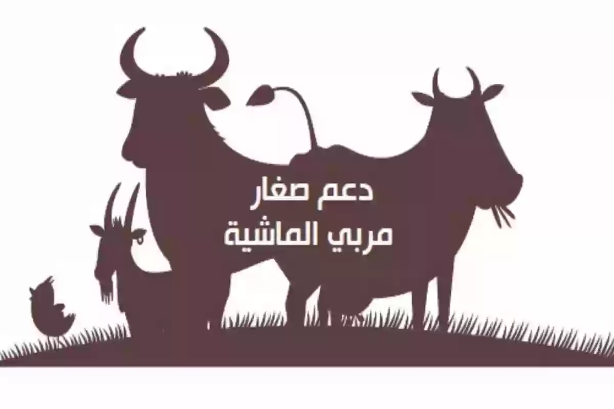 خطوات التسجيل للحصول على دعم الماشية .. شروط الاستحقاق