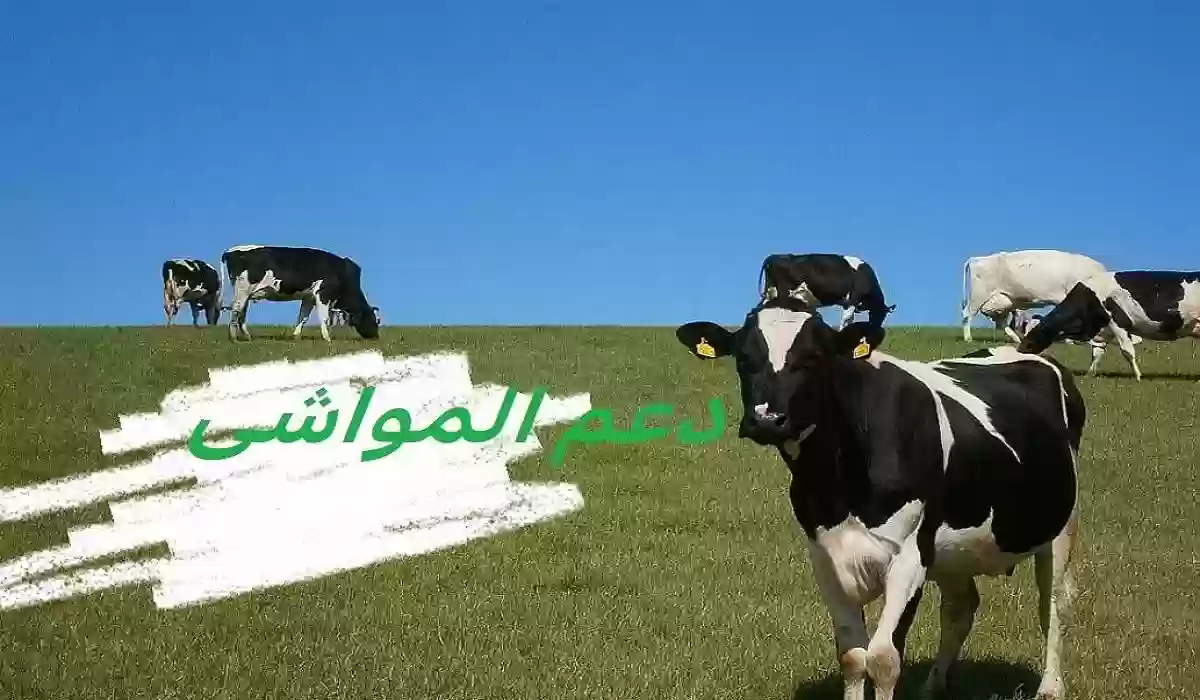  شروط التسجيل في دعم المواشي بالسعودية